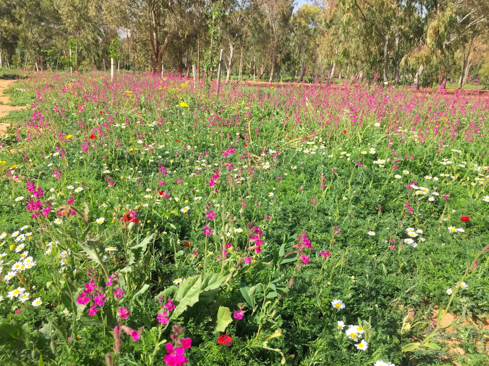 סיורי פריחה וחרקים בגני יהושע תל אביב - חגיגת טבע עירונית 